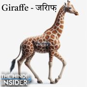 Giraffe Animals Name in Hindi and English
