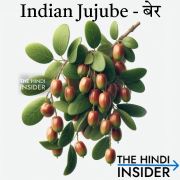 Indian Jujube - Ber in Hindi and English