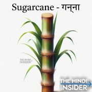Sugarcane Fruits Name in English